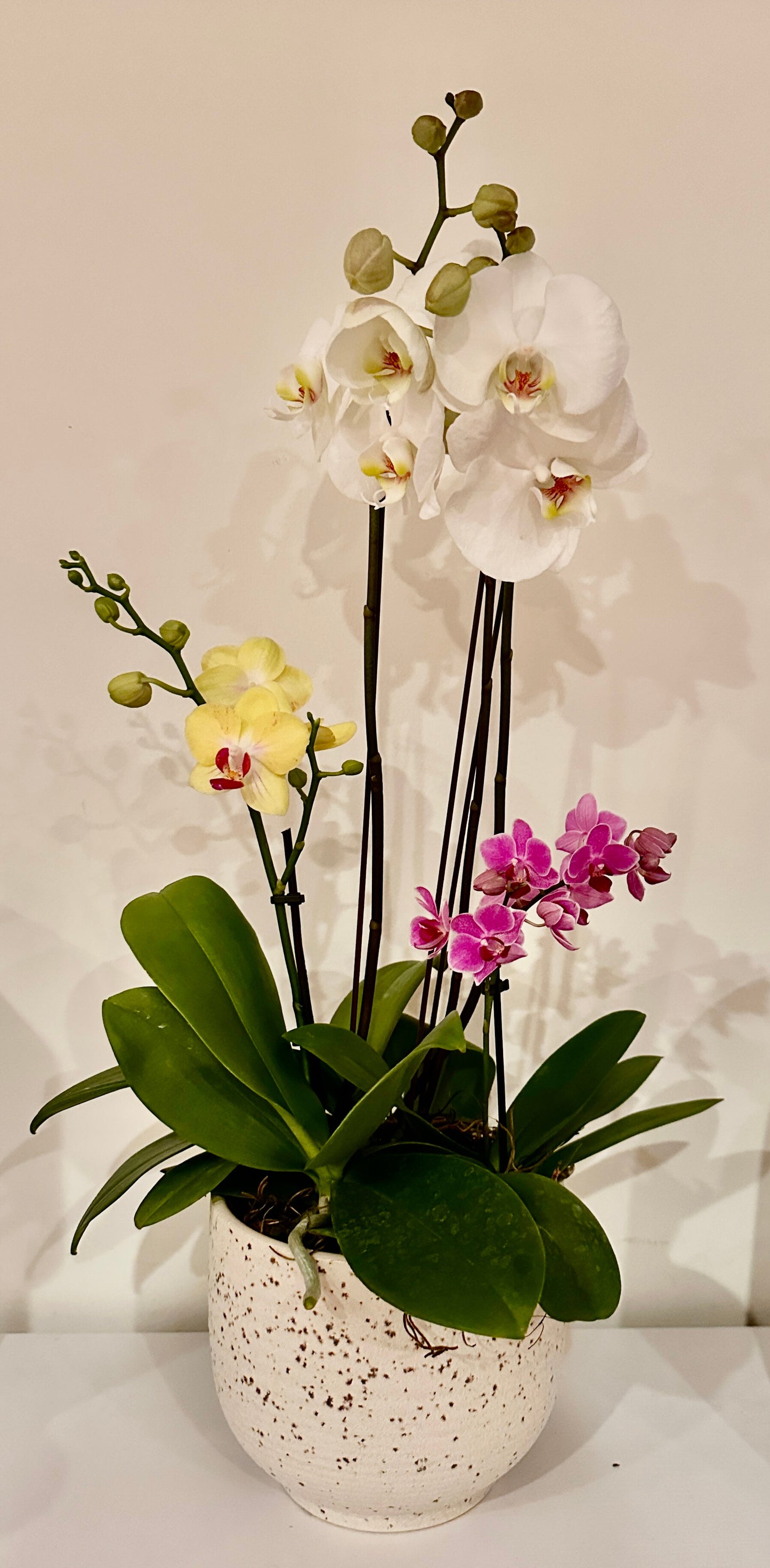 #21 Trio Orchid Elegance