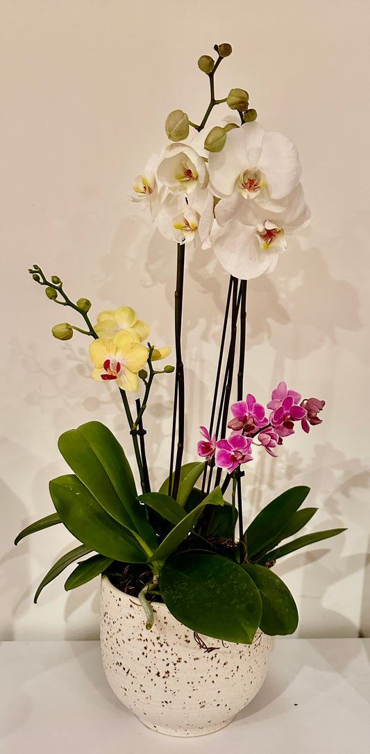 #21 Trio Orchid Elegance